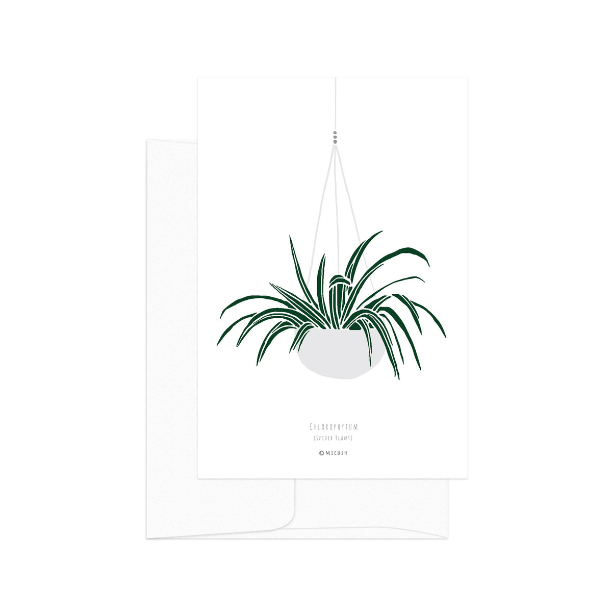 גלויה - Botanical - Chlorophytum