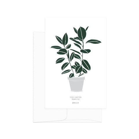 גלויה - Botanical - Ficus Elastica