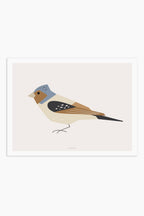 הדפס - Bird - Chaffinch (Fringilla coelebs)
