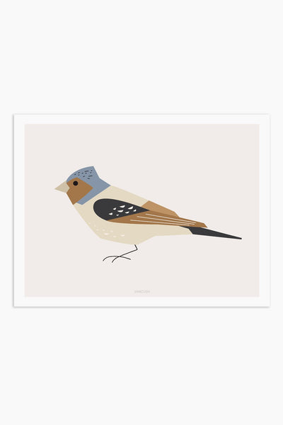 הדפס - Bird - Chaffinch (Fringilla coelebs)