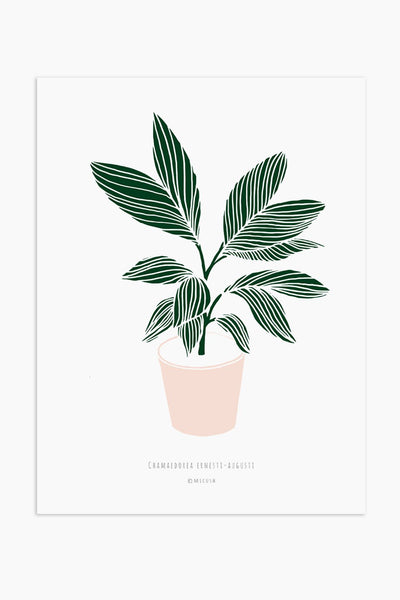 הדפס - Chamaedorea ernesti-augusti