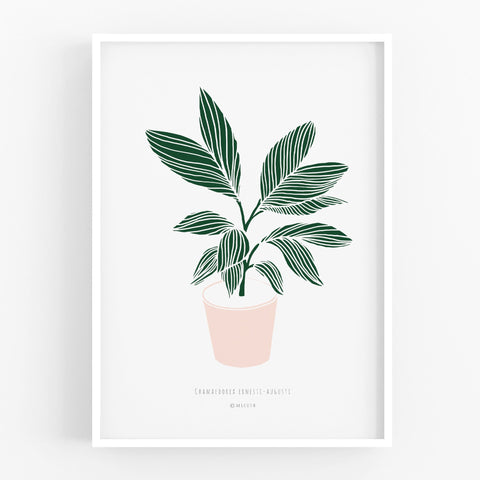 הדפס - Chamaedorea ernesti-augusti