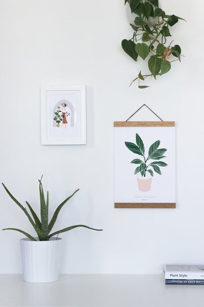 הדפס - Strelitzia reginae