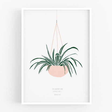 הדפס - Chlorophytum