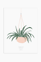 הדפס - Chlorophytum
