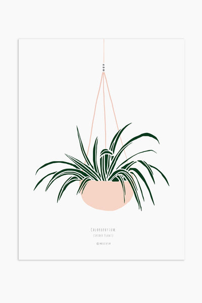 הדפס - Chlorophytum