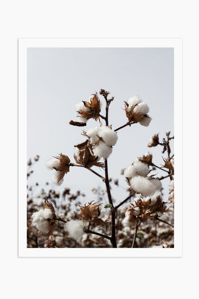 הדפס צילום - Cotton