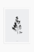 הדפס - Cupressus