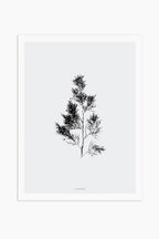 הדפס - Cupressus