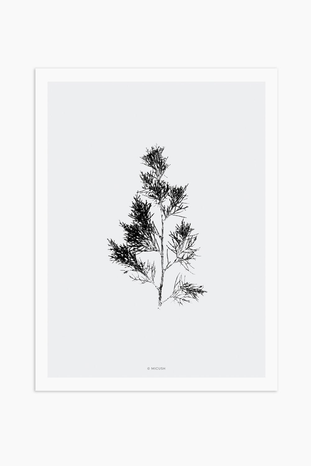 הדפס - Cupressus