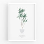 הדפס - Dracaena marginata
