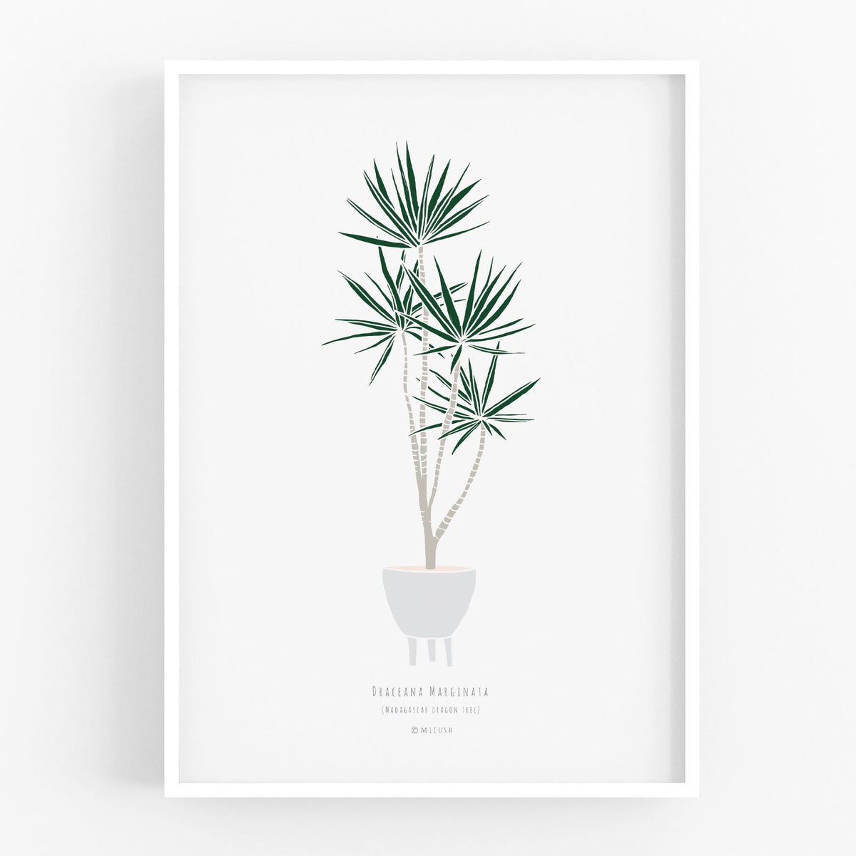 הדפס - Dracaena marginata