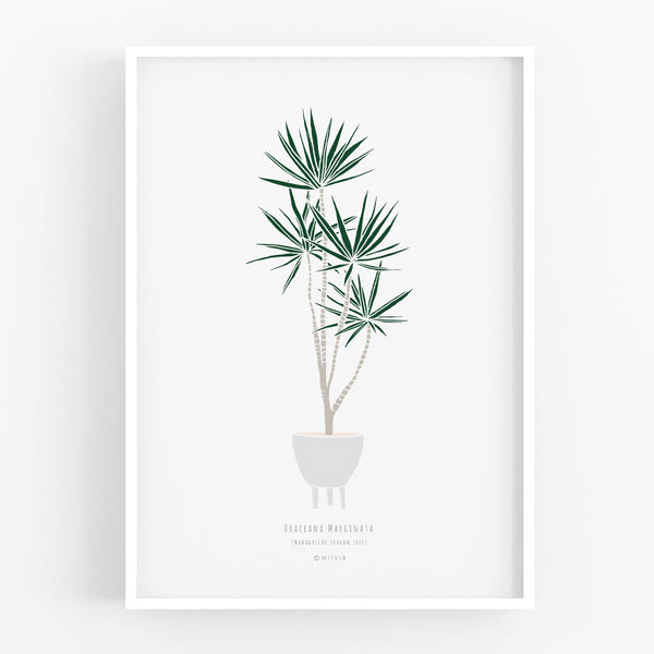 הדפס - Dracaena marginata