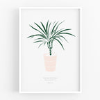 הדפס - Small Dracaena marginata