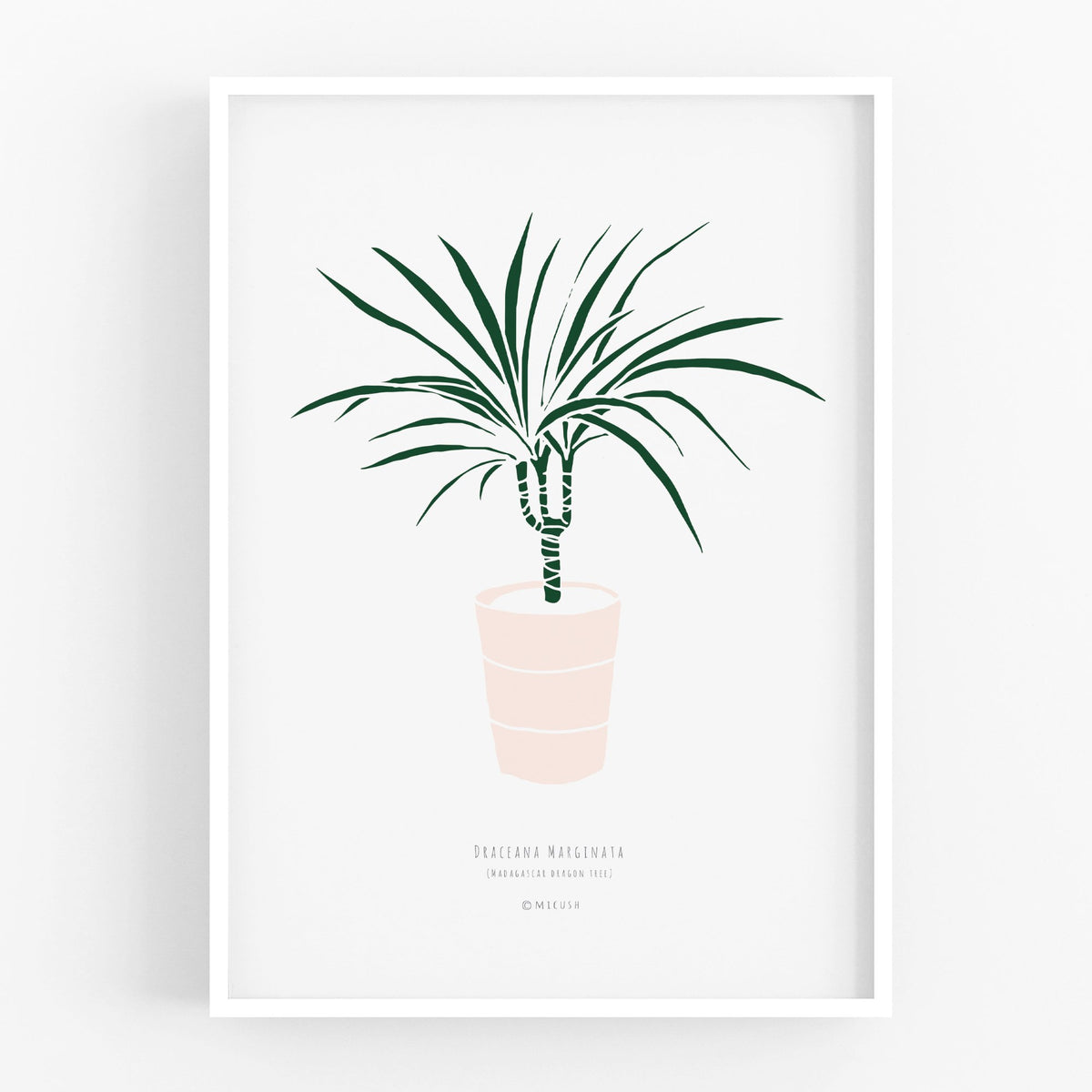 הדפס - Small Dracaena marginata