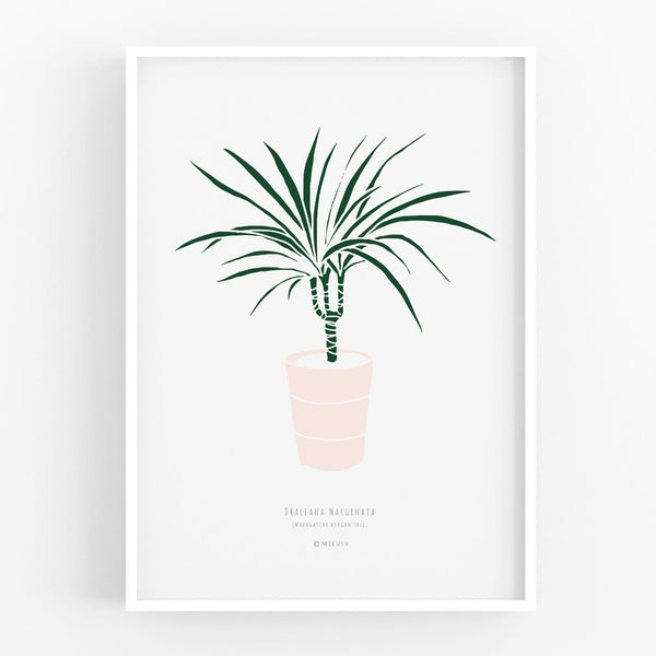 הדפס - Small Dracaena marginata