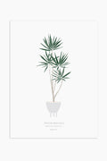 הדפס - Dracaena marginata