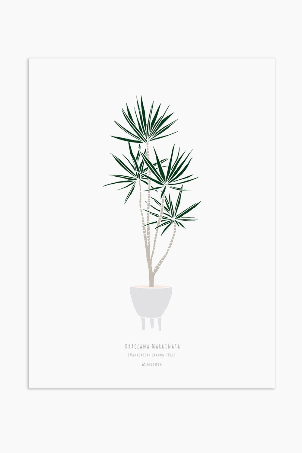 הדפס - Dracaena marginata