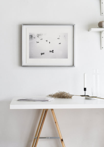 הדפס צילום - Ducks