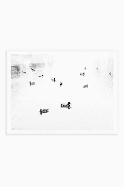 הדפס צילום - Ducks