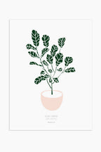 הדפס - Ficus lyrata