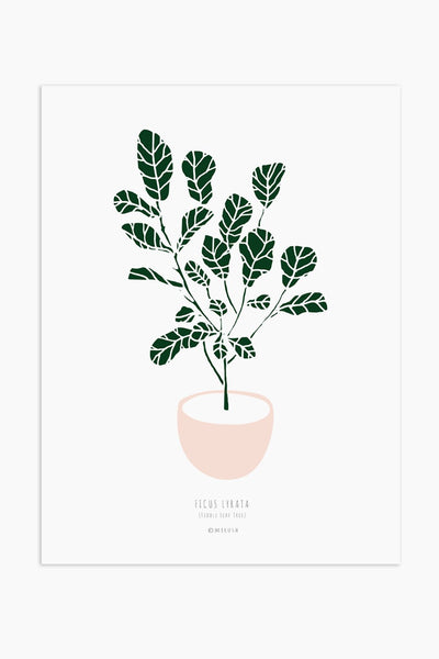 הדפס - Ficus lyrata