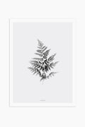 הדפס - Fern