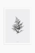 הדפס - Fern
