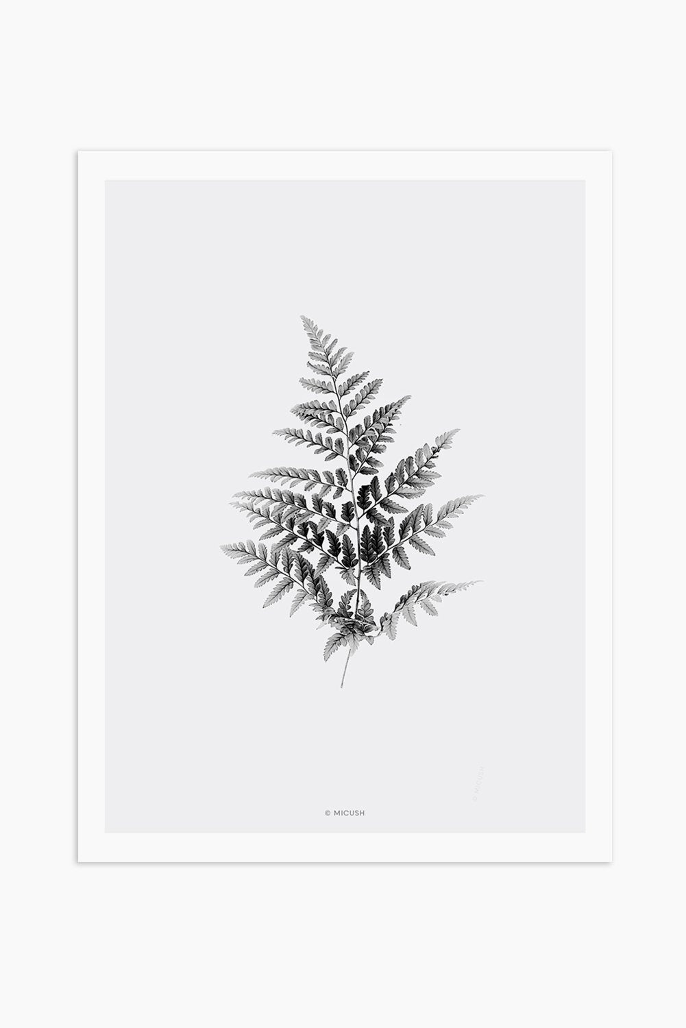 הדפס - Fern