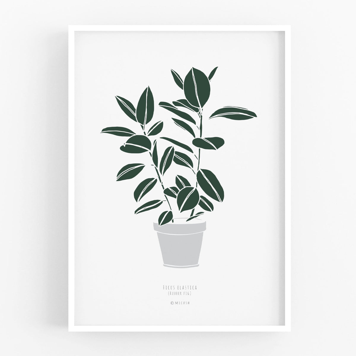 הדפס - Ficus elastica