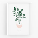 הדפס - Ficus lyrata