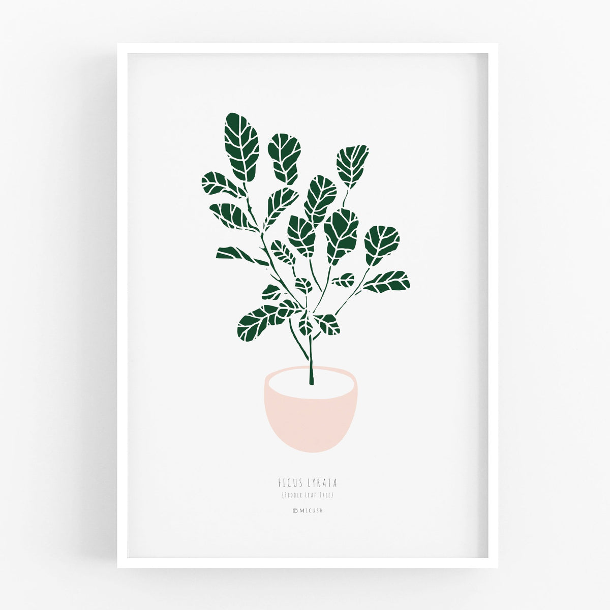 הדפס - Ficus lyrata