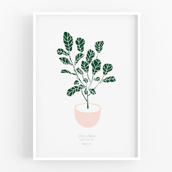 הדפס - Ficus lyrata