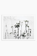 הדפס צילום - Fig Tree