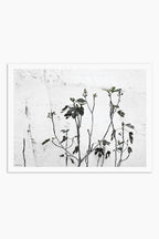 הדפס צילום - Fig Tree