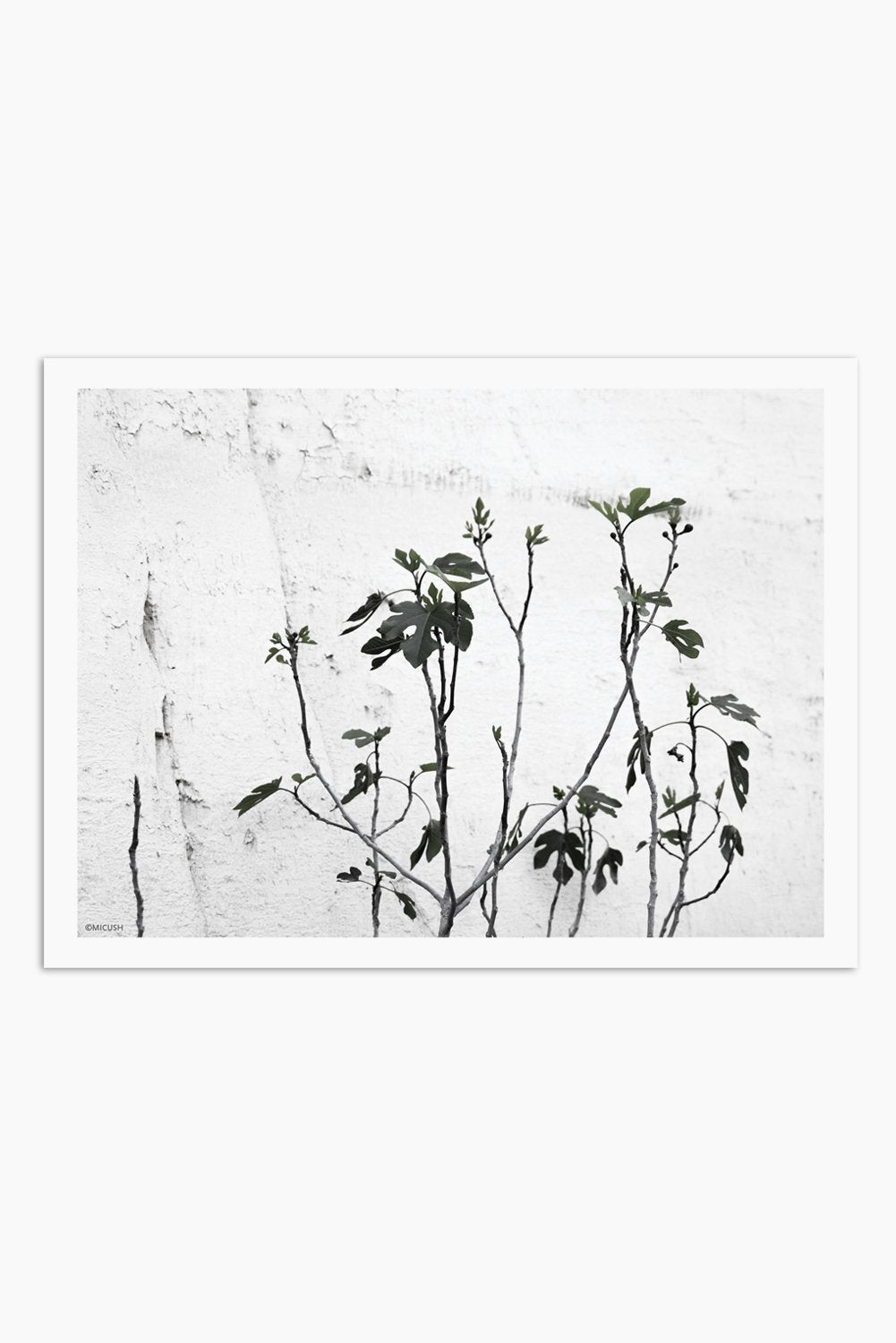 הדפס צילום - Fig Tree
