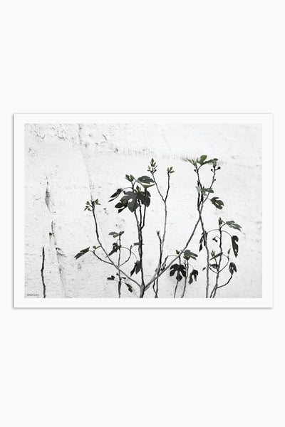 הדפס צילום - Fig Tree