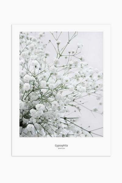הדפס צילום - Gypsophila