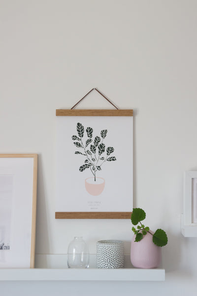 הדפס - Ficus lyrata