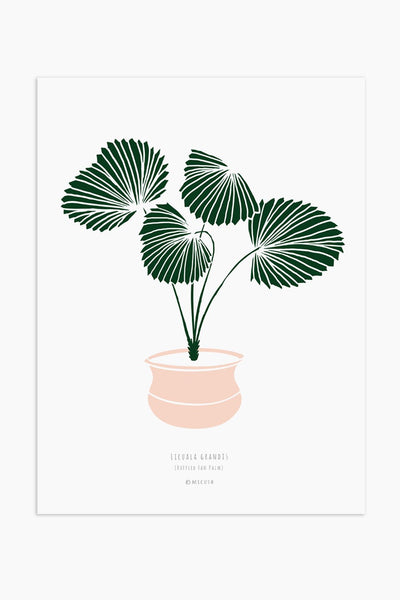הדפס - Licuala grandis