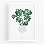 הדפס - Monstera deliciosa