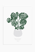 הדפס - Monstera deliciosa