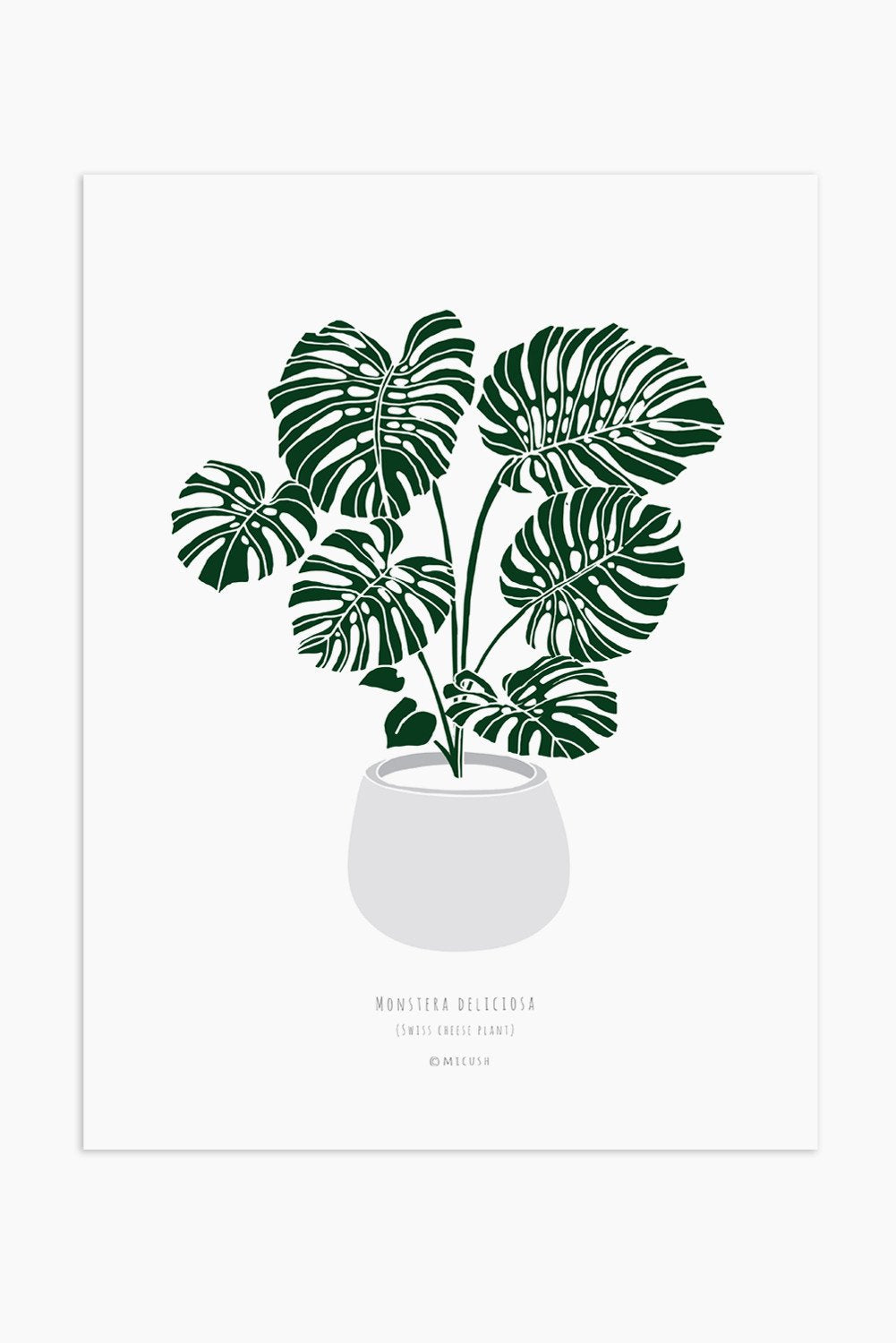 הדפס - Monstera deliciosa
