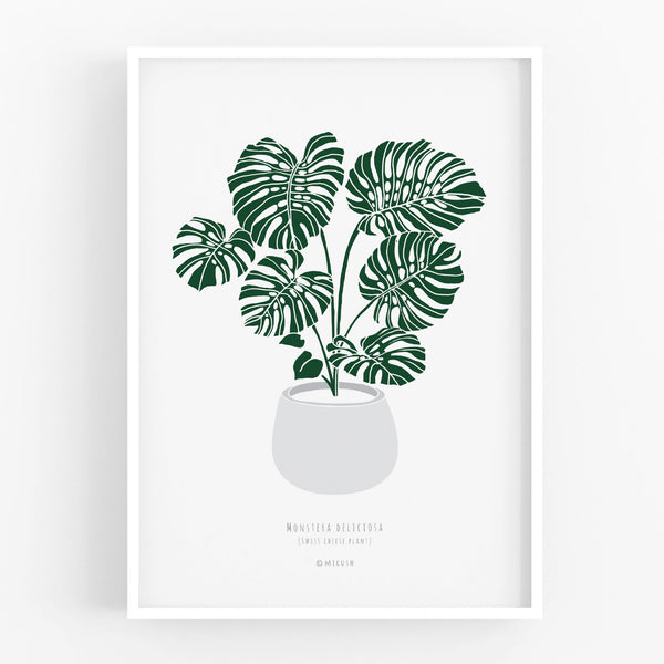 הדפס - Monstera deliciosa