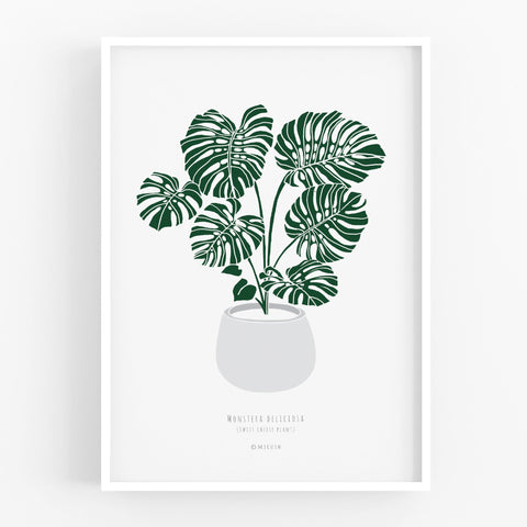 הדפס - Monstera deliciosa