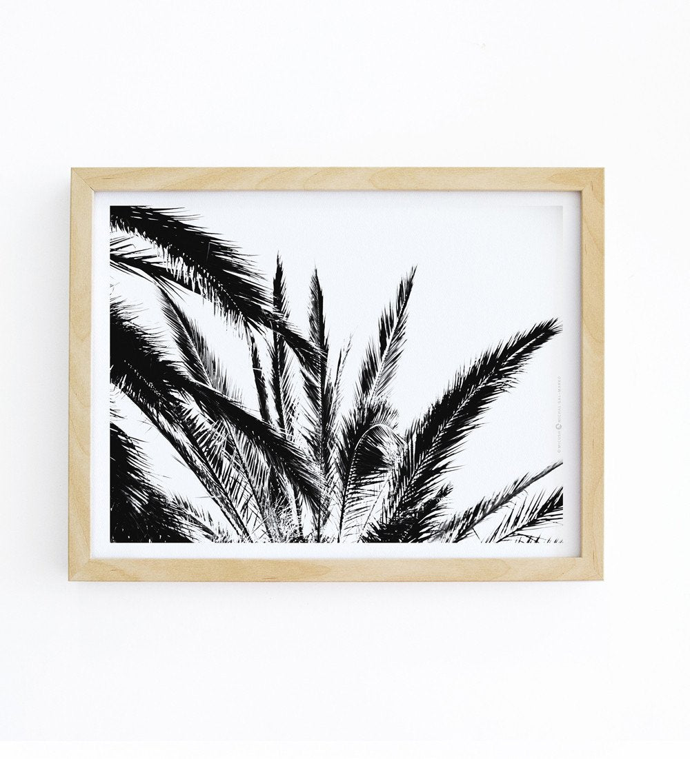 הדפס צילום - Palm No.1