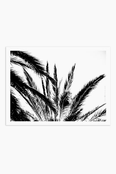 הדפס צילום - Palm No.1