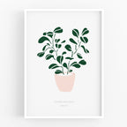 הדפס - Peperomia obtusifolia