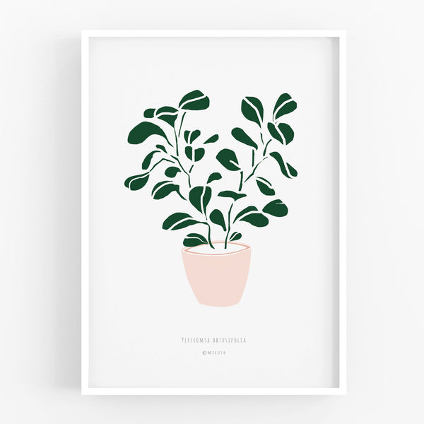 הדפס - Peperomia obtusifolia