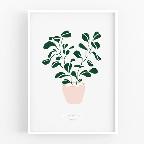 הדפס - Peperomia obtusifolia